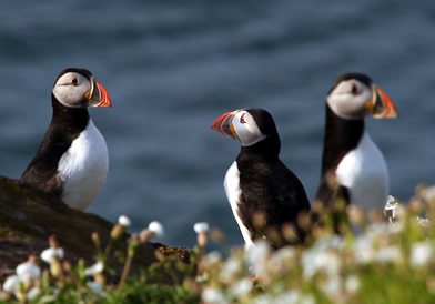 Skomer